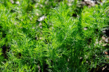 Çiftçinin bahçesinde taze organik dereotu