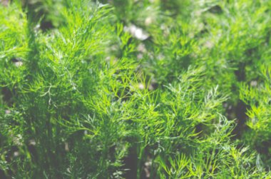 Çiftçinin bahçesinde taze organik dereotu