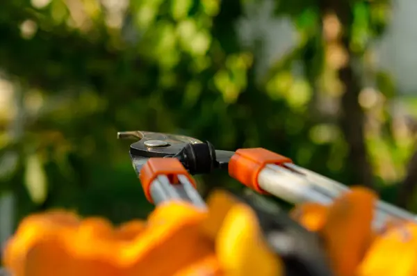 Professional pruning shears for garden pruning close-up. Summer Garden Pruning