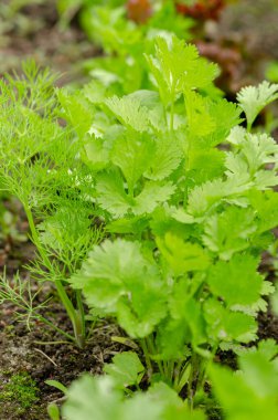 Organik sebzeler. Bahçede genç yeşil kişniş