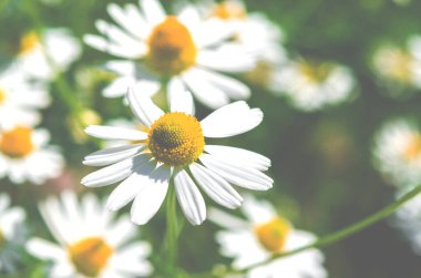 Alternatif tıp. Tıbbî papatya çayı yakın plan.