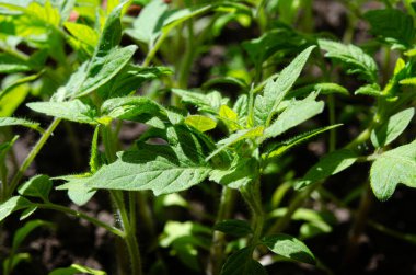Pencere kenarında genç domates fidanları. Domates fidelerinin kışın ve ilkbaharın başlarında ekolojik ev yapımı. Tek kullanımlık plastik sofra takımının yeniden kullanımı.