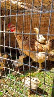 Küçük tavuklu esmer tavuk. Tavuğun sırtında tavuk