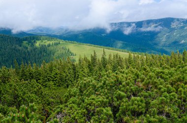 Yağmurdan sonra yüksek dağlık Karpatya manzarası. Yürüyüş