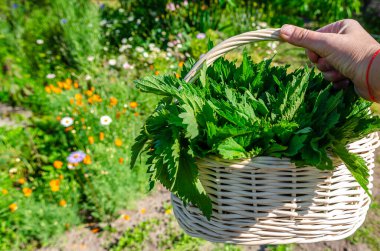 Şifalı bitkiler. Beyaz sepetteki ısırgan otu. Organik ısırgan otu hasadı.