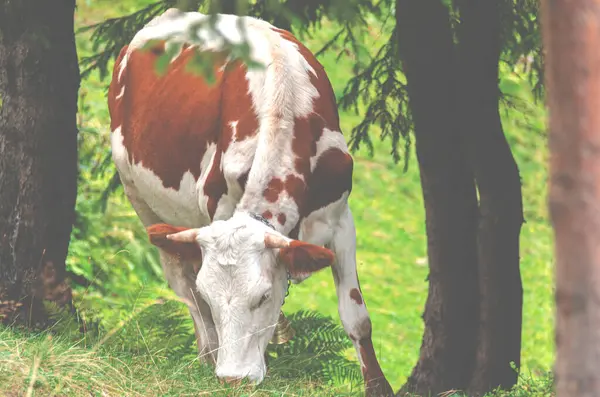 stock image Organic milk. Cow on free grazing high in the mountains.