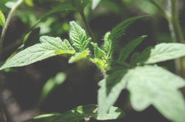 Domates yapraklarına yakın çekim. Genç domates tohumları.