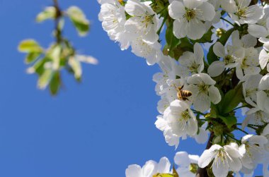 Metin için boşluk olan bahar arkaplanı. Mavi gökyüzünün arka planında kiraz çiçeğinin bir dalı.