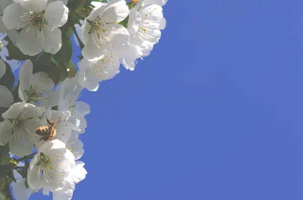 stock image Spring background with space for text. A branch of a cherry blossom against the background of a blue sky.