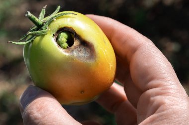 Bahçe haşereleri mahsulleri. Domates haşarı..