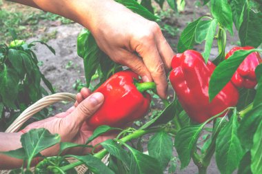 Organik sebzeler. Çiftçi elleri organik kırmızı biber topluyor..
