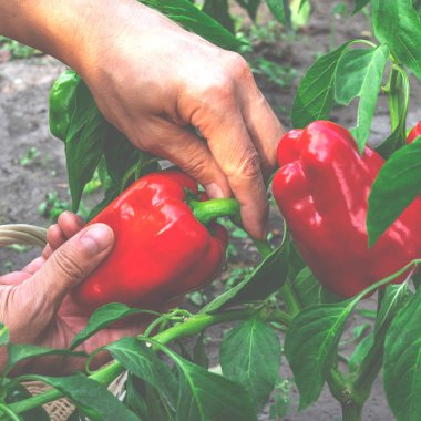 Organik sebzeler. Çiftçilerin elleri organik kırmızı biber topluyor..