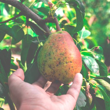 Meyve bitkisi hastalıkları. Armut hastalıkları.