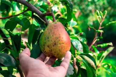 Meyve bitkisi hastalıkları. Armut hastalıkları.