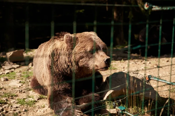 Large brown bear in natural habitat .Rehabilitation center for endangered bears in mountains in Ukraine. Help the victims of mankind violence. Wild animals protection. Dangerous animal in preserve.