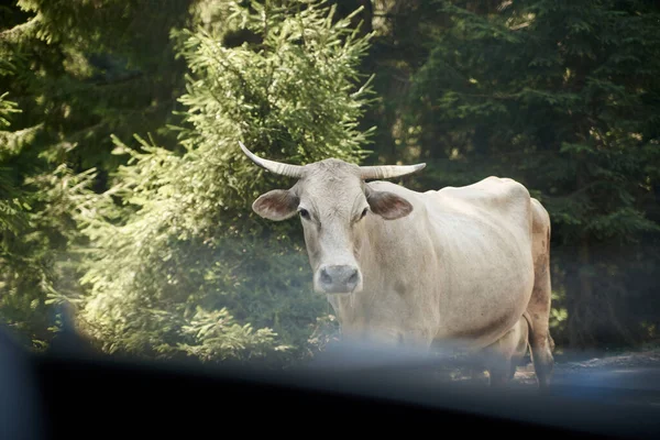 Light beige cow walking along the road in woods forest mountains. Domestic animal farming. Meat industry. Cow worshiping in India. Sacred animal giving milk. Animal lovers. Rural tourism.