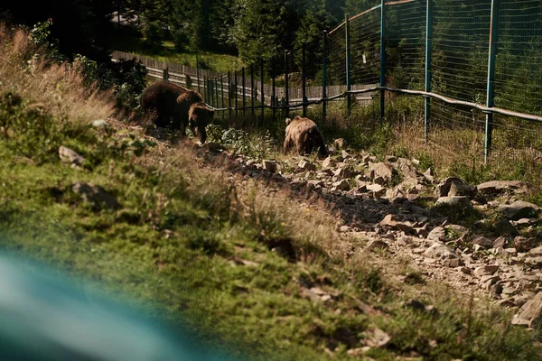 Grande Urso Pardo Habitat Natural Centro Reabilitação Para Ursos Perigo Fotografia De Stock