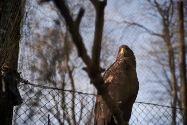 Çıplak bir ağacın dalında oturan vahşi bir kartal. Doğa kuşları Ukrayna 'nın hayvanlarını koruyor. Dünya Günü 'nde gezegeni kurtarın. Bölgesine tepeden bakan koyu kahverengi tüyleri olan güçlü yırtıcı kuş.