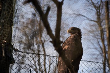 Çıplak bir ağacın dalında oturan vahşi bir kartal. Doğa kuşları Ukrayna 'nın hayvanlarını koruyor. Dünya Günü 'nde gezegeni kurtarın. Bölgesine tepeden bakan koyu kahverengi tüyleri olan güçlü yırtıcı kuş.