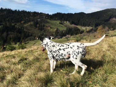 Dağlardaki güzel doğal manzara, dağlardaki kuru sarı çimlerde oturan beyaz ve siyah Dalmaçyalı köpek. Doğal rezerv. Çevreyi koru. Hayvanlar dostumuzdur..