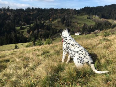 Dağlardaki güzel doğal manzara, dağlardaki kuru sarı çimlerde oturan beyaz ve siyah Dalmaçyalı köpek. Doğal rezerv. Çevreyi koru. Hayvanlar dostumuzdur..