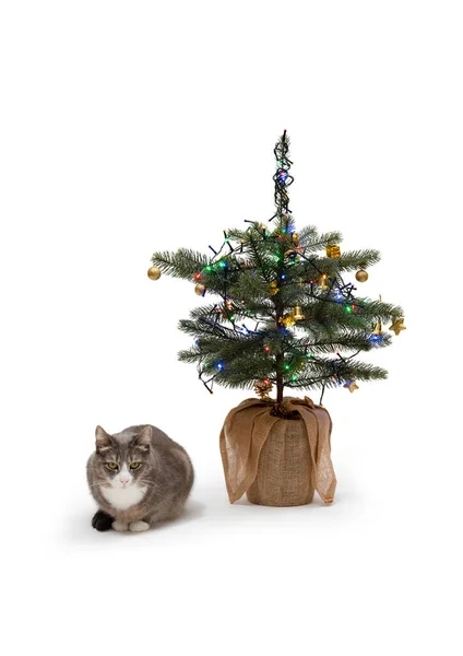 Graue Und Weiße Katze Neben Dem Weihnachtsbaum Auf Weißem Hintergrund — Stockfoto