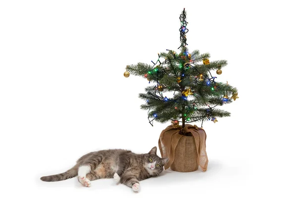Γκρι Και Άσπρη Γάτα Ξαπλωμένη Δίπλα Στο Χριστουγεννιάτικο Δέντρο Λευκό — Φωτογραφία Αρχείου