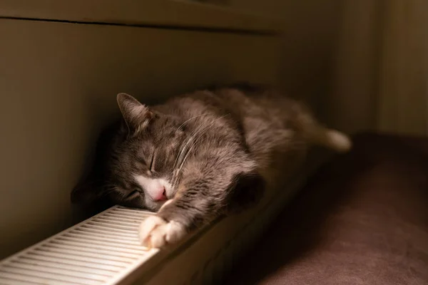 Macska Fekszik Radiátoron Macska Bemelegítés Fűtésen Alvás — Stock Fotó