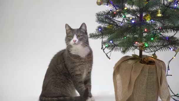 Graue Hauskatze Und Weiße Katze Neben Dem Weihnachtsbaum Auf Weißem — Stockvideo