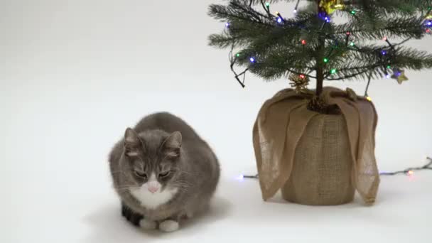 Gato Branco Doméstico Cinza Sentado Lado Árvore Natal Fundo Branco — Vídeo de Stock