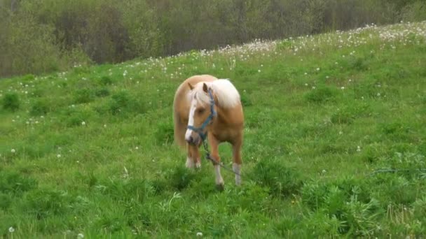 美丽的棕色马正在农场里吃草 乡间的牧马草 — 图库视频影像