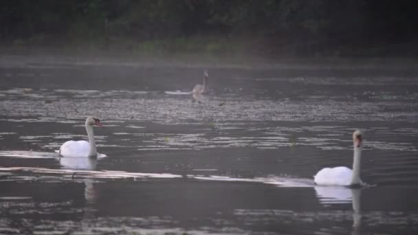 Biały Łabędź Wdziękiem Pływa Jeziorze Mglisty Poranek Ptak Wodny Pływa — Wideo stockowe