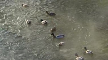 Soğuk bir kış sabahı nehirde yüzen ördekler. Su kuşları yiyecek arıyor.. 
