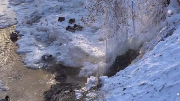 Kaczki Siedzące Śniegu Obok Odparowywania Mglistej Powierzchni Wody Słoneczny Zimowy — Wideo stockowe