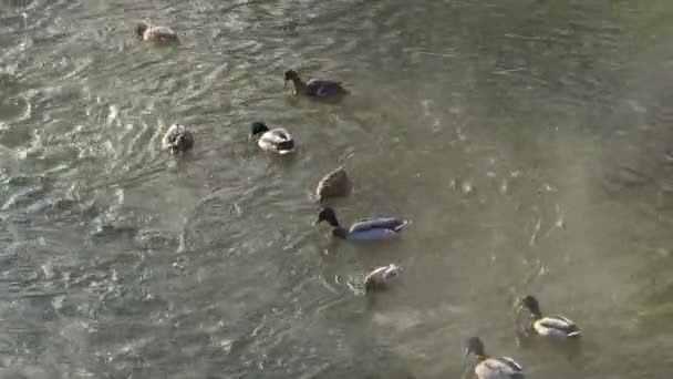 Kacsák Úszkálnak Folyóban Egy Hideg Téli Reggelen Vízimadarak Élelmet Keresnek — Stock videók