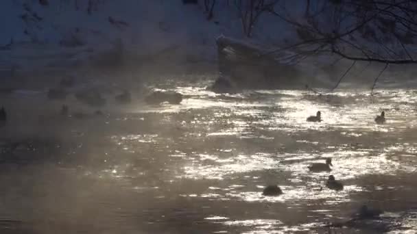 Kaczki Pływające Rzece Mroźny Zimowy Poranek Ptaki Wodne Szukające Pożywienia — Wideo stockowe
