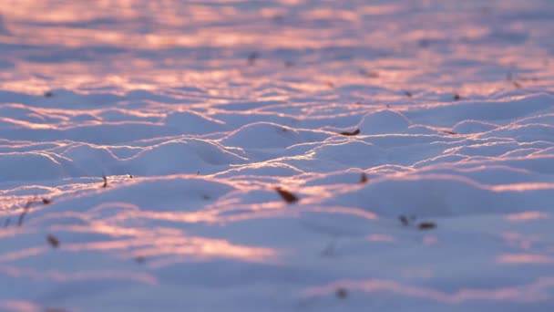 Panning Widok Świeżego Śniegu Zachodzie Słońca Miękka Góra Śniegu Słoneczne — Wideo stockowe