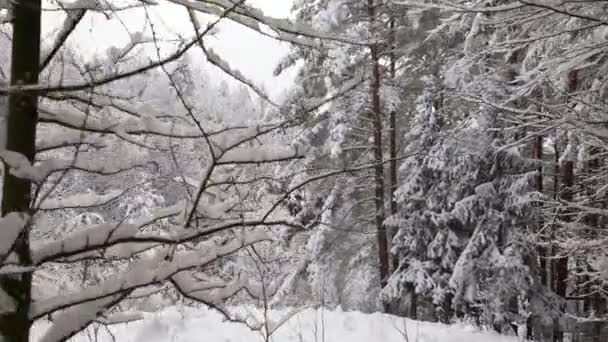 Strzał Szybowcowy Śnieżnych Drzew Śniegu Lesie Zwiedzanie Pięknego Zimowego Krajobrazu — Wideo stockowe