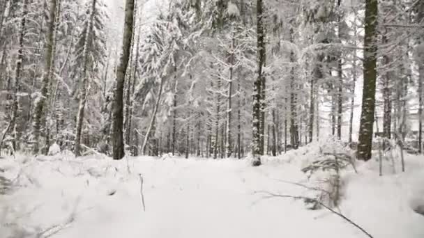 Strzał Szybowcowy Śnieżnych Drzew Śniegu Lesie Zwiedzanie Pięknego Zimowego Krajobrazu — Wideo stockowe
