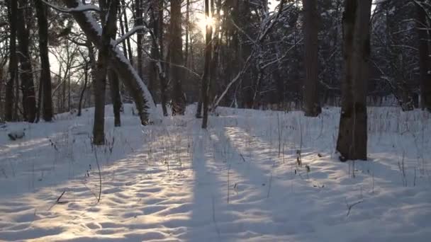 Sol Brilhando Através Das Árvores Floresta Inverno Bela Paisagem Fria — Vídeo de Stock