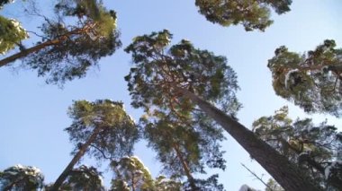 Soğuk ve güneşli bir kış gününde ormanda uzun çam ağaçlarının altında yürümek. Güzel soğuk manzara. 