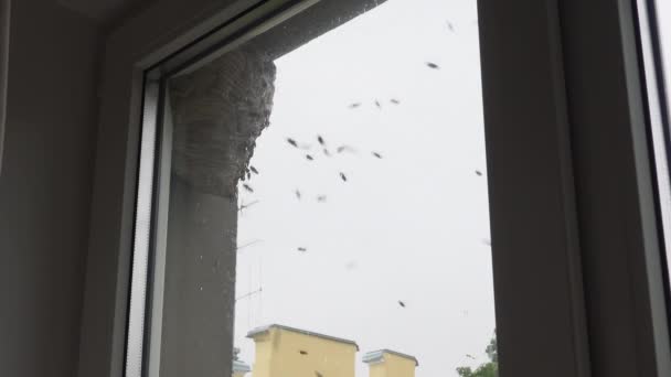 Wespennest Das Stadtgebiet Fenster Hängt Wildbienenstock Draußen Auf Dem Gebäude — Stockvideo