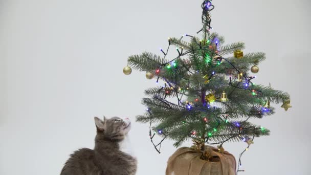 白い背景の木の上でクリスマスボールと遊ぶ灰色の国内および白い猫 晴れたお祝いのクリスマス — ストック動画