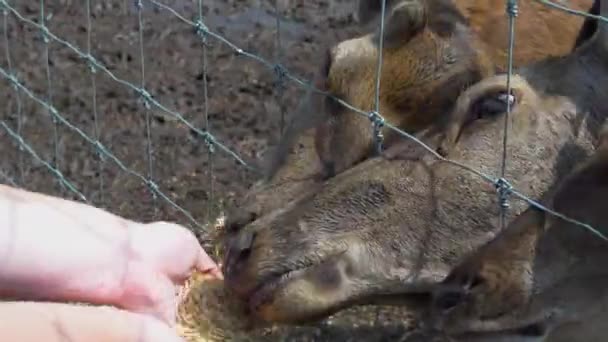 在阳光明媚的日子里 正在外面的丹尼尔农场通过栅栏喂鹿儿 — 图库视频影像