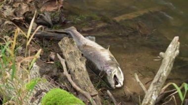 Nehir kıyısında yatan büyük Atlantik somonu. Yumurtladıktan sonra nehirde ölü balıklar bulundu. 