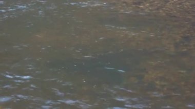Atlantik somonu sığ nehir deresinde yumurtluyor. Vahşi doğada tatlı su akıntısında yuva yapan balıklar. 