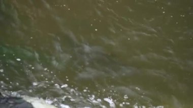 Atlantik somonu sığ nehir deresinde yumurtluyor. Vahşi doğada tatlı su akıntısında yuva yapan balıklar. 