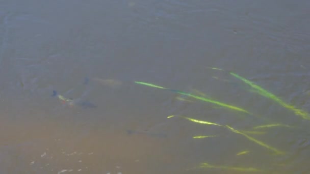 Squalius Cephalus Кормятся Поверхности Воды Группа Европейских Рыб Плавающих Реке — стоковое видео