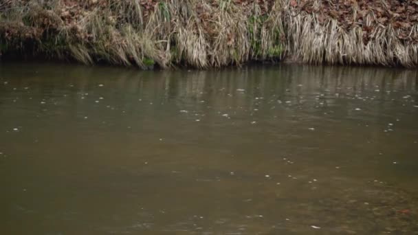 Tření Lososa Obecného Mělkém Potoce Řeky Ryby Hnízdící Sladkovodním Proudu — Stock video