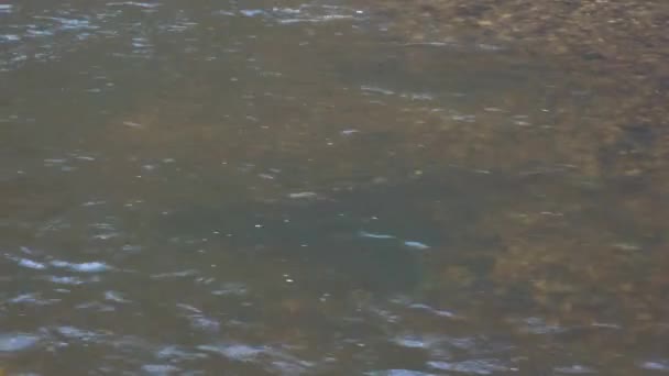 Atlantlax Leker Grunda Älvbäckar Fisk Som Häckar Sötvatten Vilt Tillstånd — Stockvideo